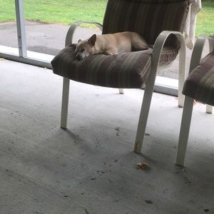 Meet your Posher, Carol